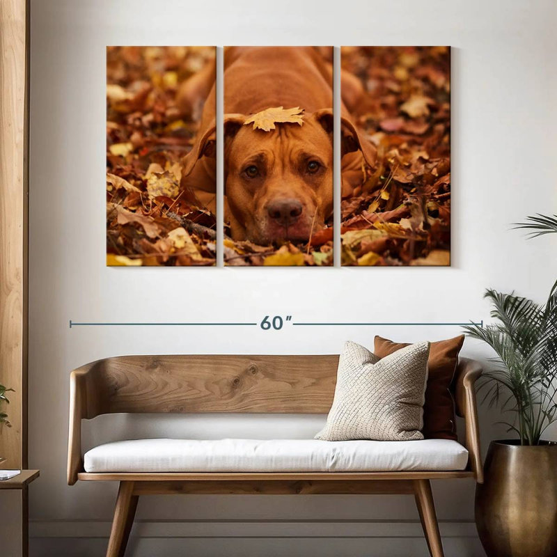 Mignon Pitbull d'automne, H 32 po x l 50 po