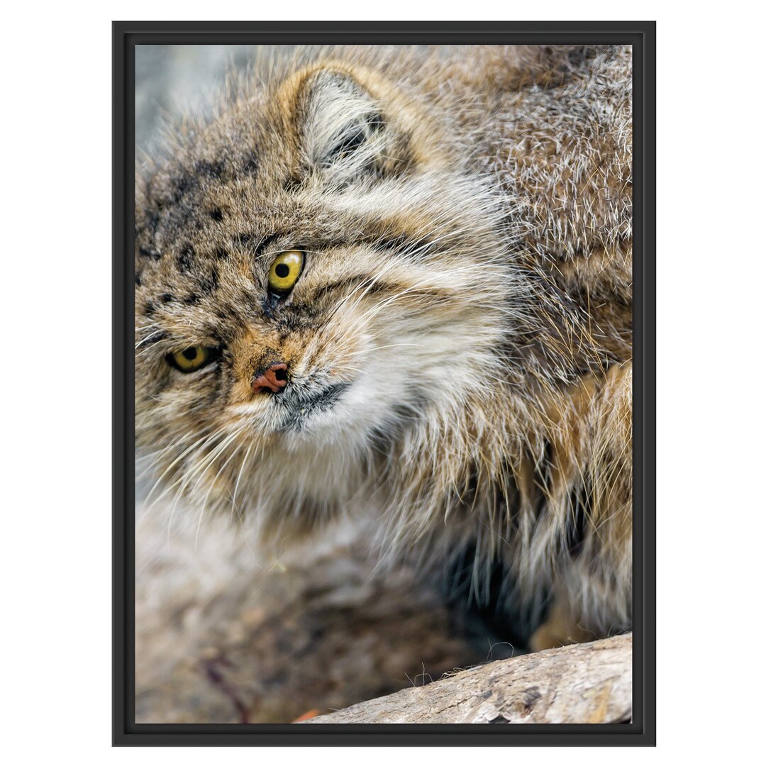 Gerahmtes Wandbild kleine Manul auf Stein