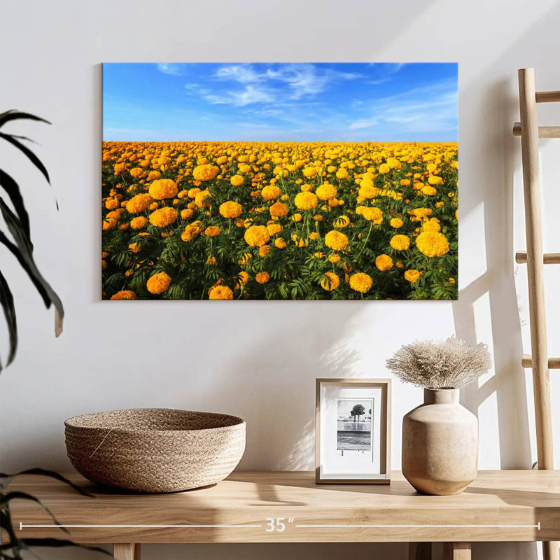 Alvord Marigold Field, H 16 po x l 24 po