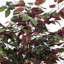 Arbre en pot artificiel de luxe Capensia-826946972