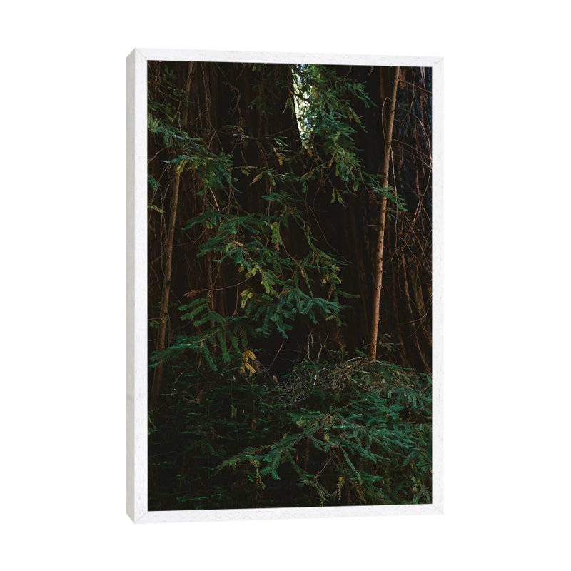 Redwood Forest III 1 Piece Wall Art on Canvas, 152.4cm H x 101.6cm W x 3.81cm D, White Framed