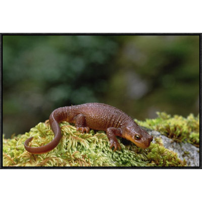 " Rough-Skinned Newt Portrait "