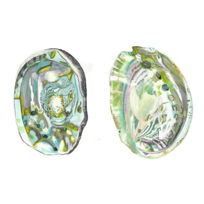 Abalone Shells II