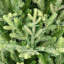 7.5' Pre-lit Miracle Shape Alberta Spruce Artificial Christmas Tree