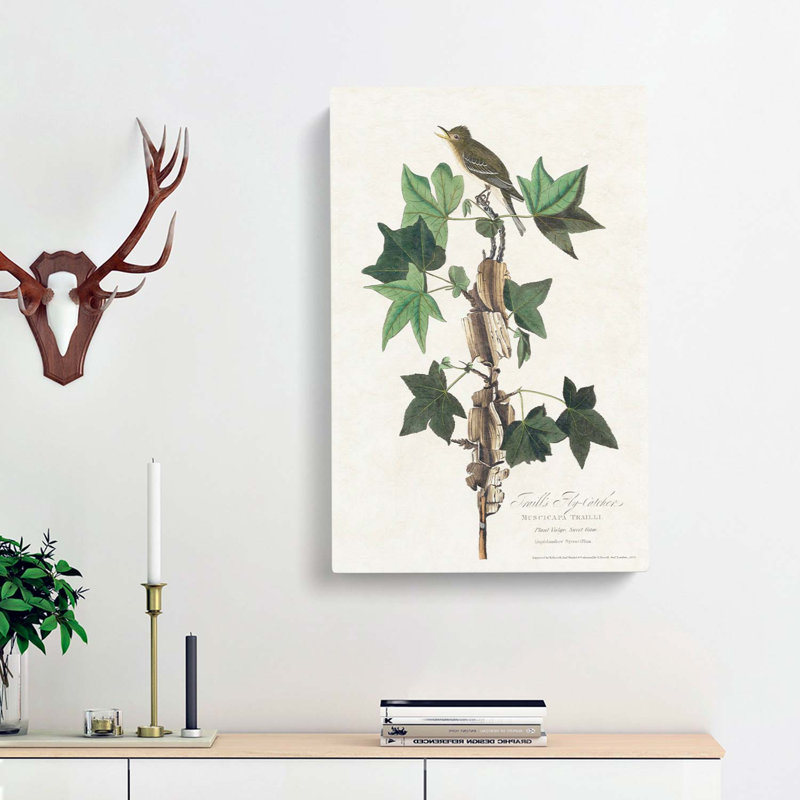 Traills Flycatcher Bird by John Audubon - Wrapped Canvas, 60cm H x 40cm W x 3cm D