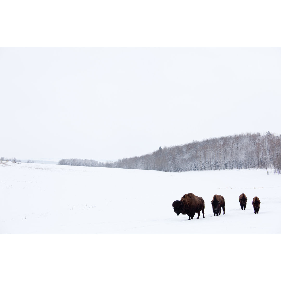 Buffalo Or Bison On The Plains In Winter von ImagineGolf - Leinwandbild