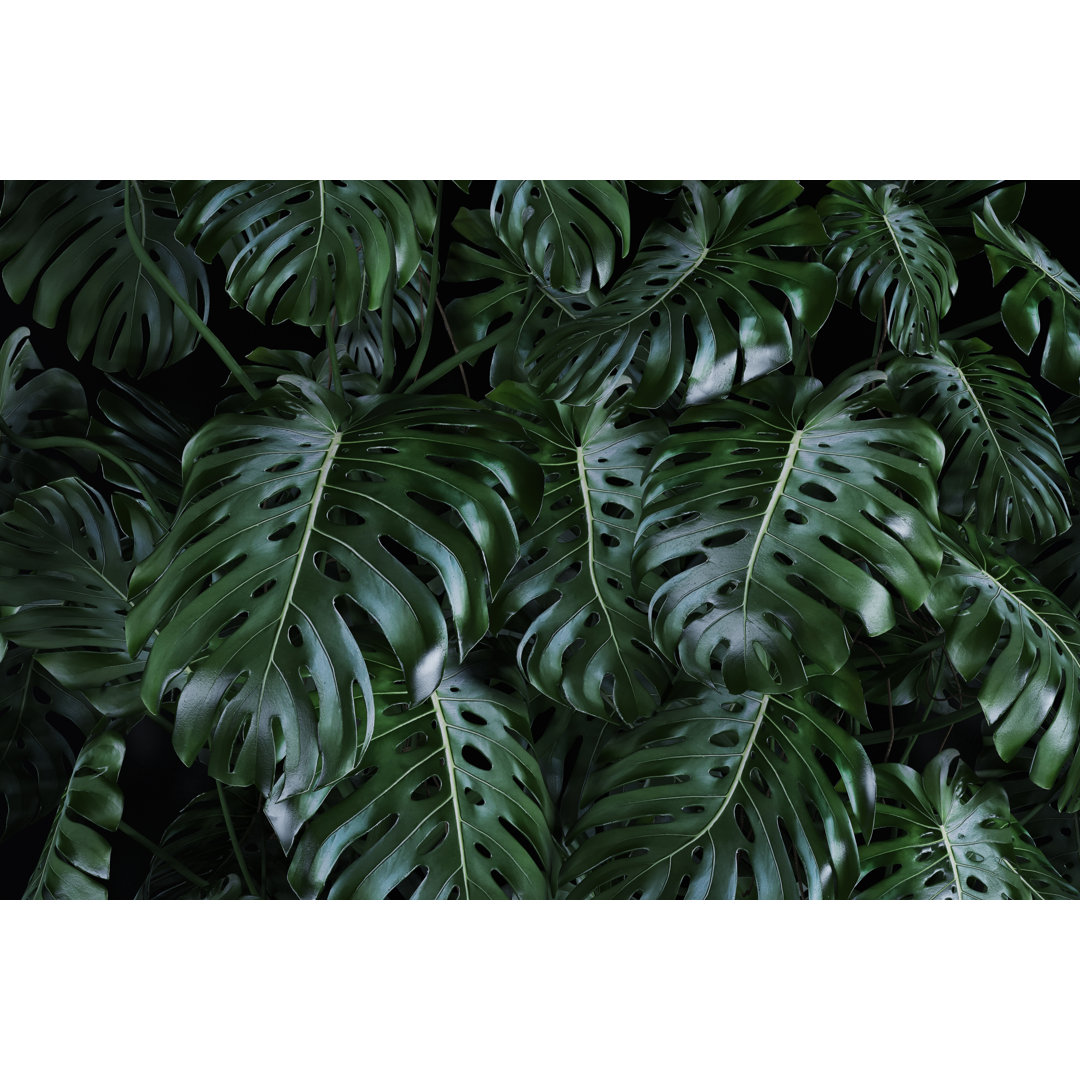 Lush Foliage Monstera von Gladiathor - Kunstdrucke auf Leinwand