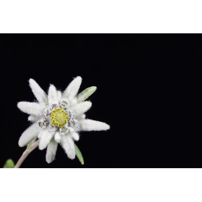 Edelweiss by Porojnicu - Wrapped Canvas Print