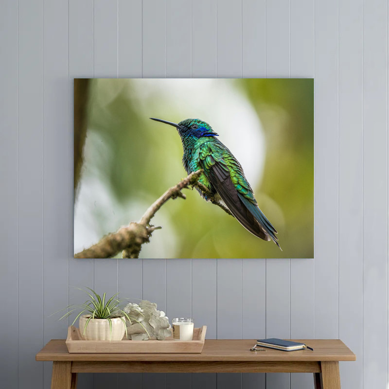 A Sparkling Violetear on a Branch, 8" H x 12" W
