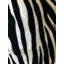 Couverture luxueuse à imprimé zébré-803266432-703814841