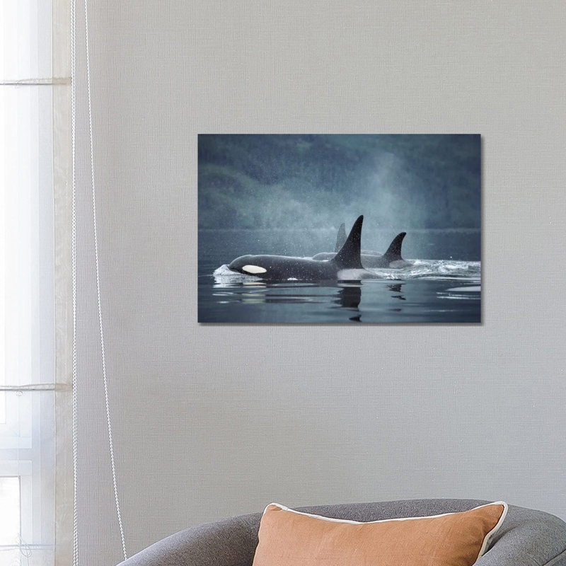 Orca Group Surfacing, Johnstone Strait, British Columbia, Canada 1 Piece Wall Art on Canvas, Wrapped Canvas