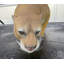 Cougar Life Size Statue