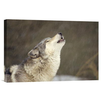 " Timber Wolf Howling "