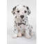 Statue dalmatien