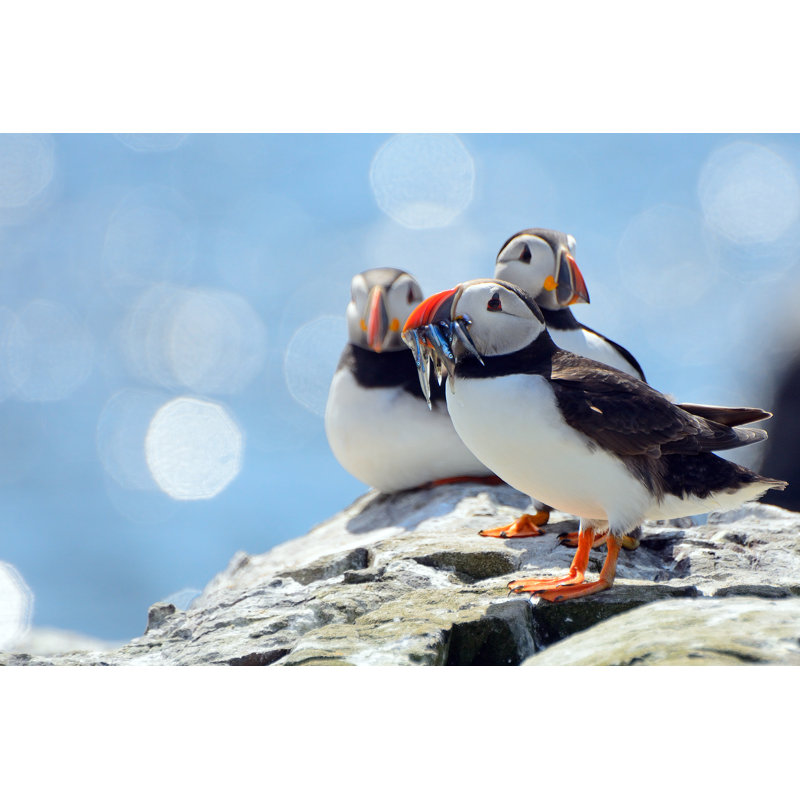 Atlantic Puffins - Wrapped Canvas Print, 20cm H x 30cm W x 3.8cm D