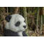 Ours Panda