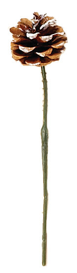 Cône de pin, Pointe blanche