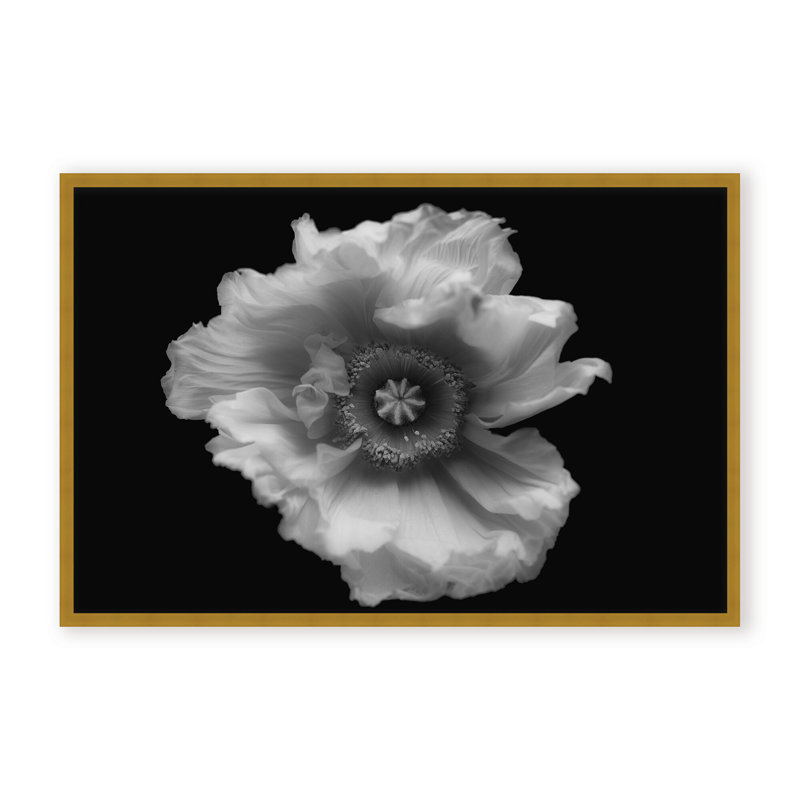 Nature Inspired Poppy in Mono by  - Picture Frame Photograph on Paper, 16" H x 24" W x 1.125" D, Framed Matted Print, Black