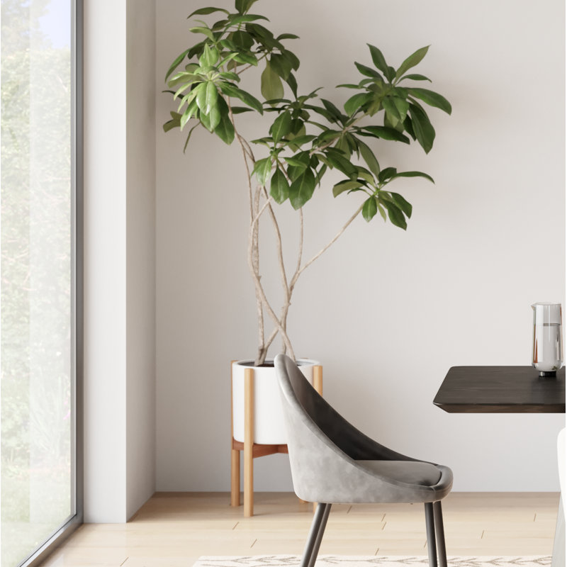 Dominic Pot Planter, White/Special Walnut