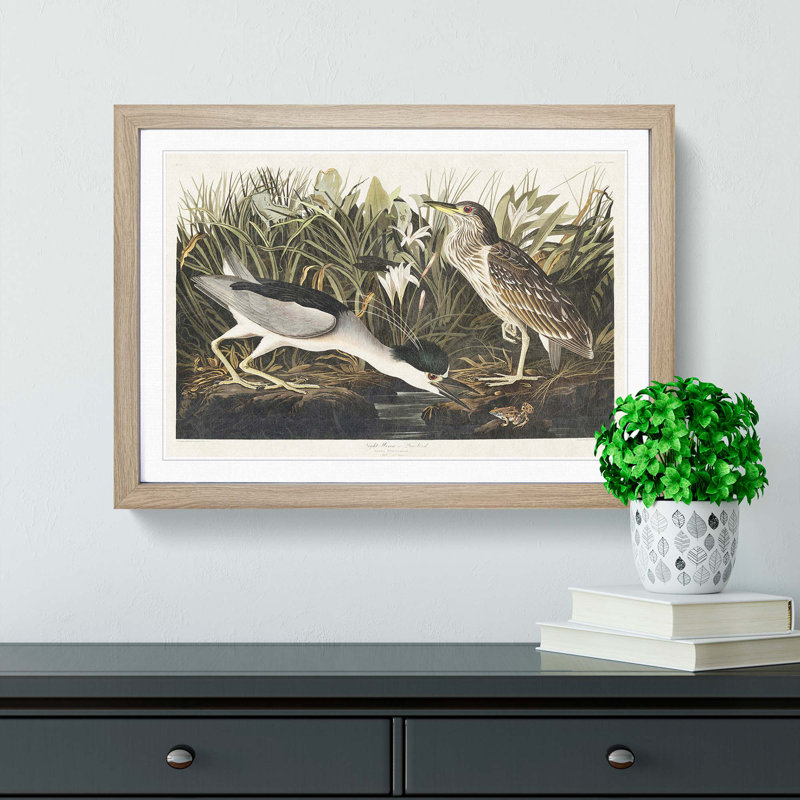 Night Heron by John Audubon - Picture Frame Painting Print, 48cm H x 65cm W x 2cm D, Oak Framed