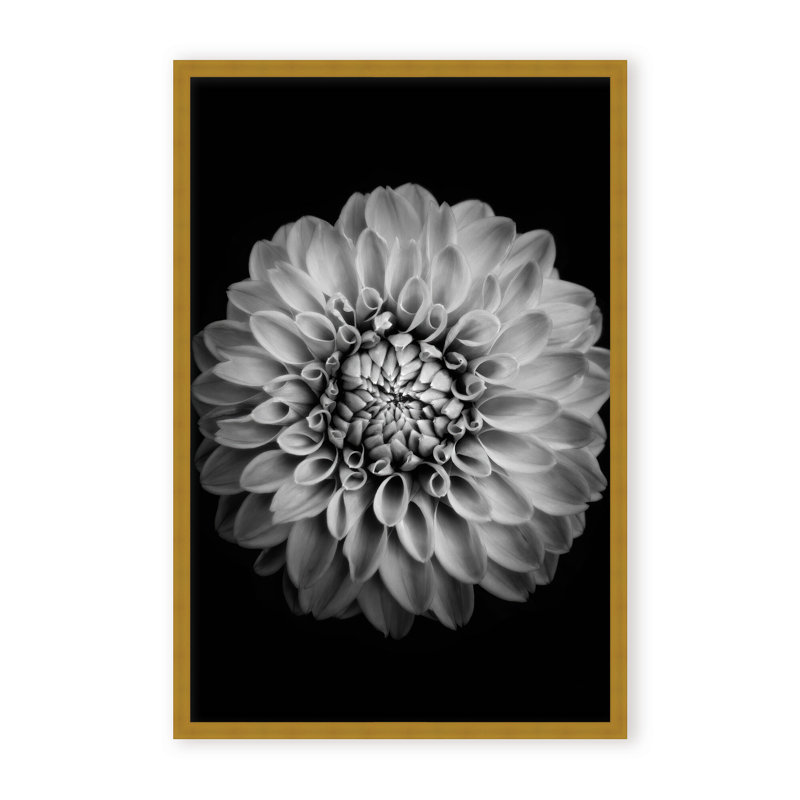Nature Inspired Marigold by  - Picture Frame Photograph on Paper, 24" H x 16" W x 1.125" D, Black, Framed Matted Print