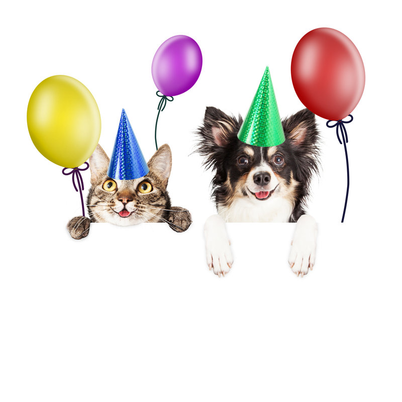 Party Cat And Dog by Adogslifephoto - Wrapped Canvas Print, 51cm H x 51cm W