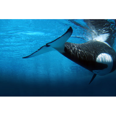 Killer Whale Underwater - Wrapped Canvas Print