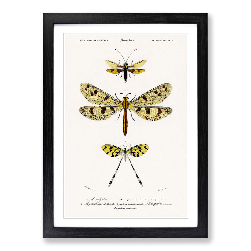 Butterfly Illustrations PL. 3 by Charles d' Orbigny - Picture Frame Graphic Art Print on MDF, Black Framed