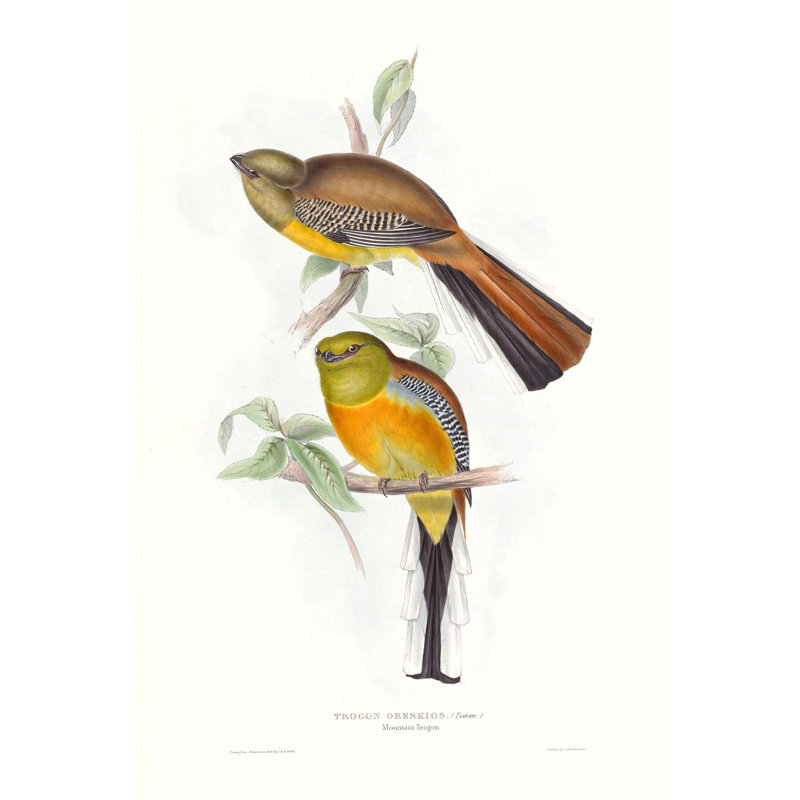 Tropical Trogons VI by John Gould - Painting Print, 122cm H x 81cm W, Black Floater Framed