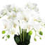Arrangement floral orchidée phalaenopsis en pot