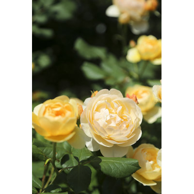 Darbydale Rose Garden - Wrapped Canvas Print