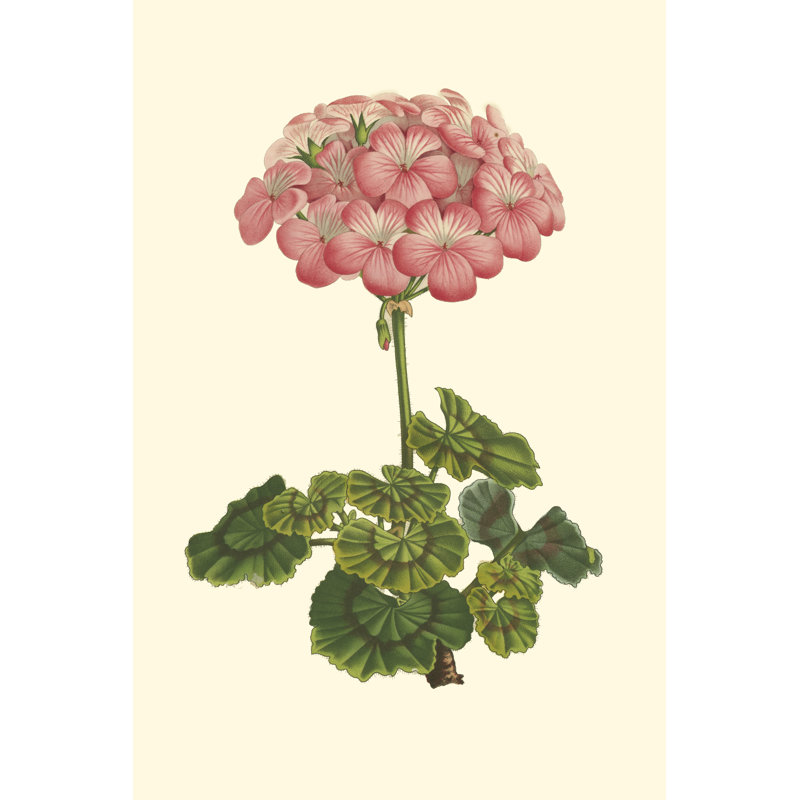 Pink Geranium III by VanHoutte - Wrapped Canvas Painting, 76cm H x 51cm W