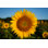 Gros plan sur un tournesol en été par Liz W Grogan - photographie sur toile tendue