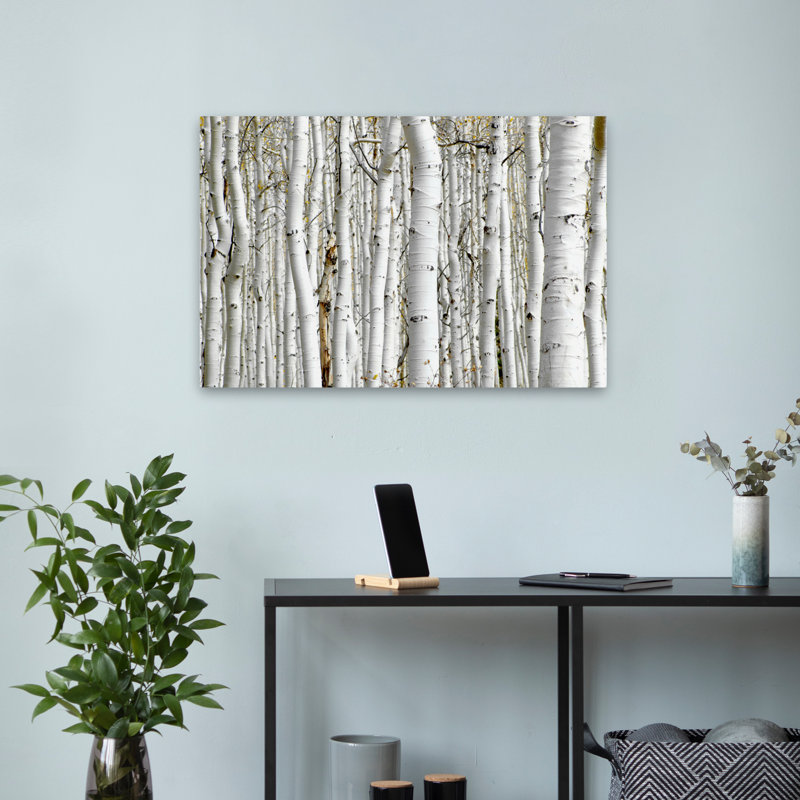 Bouleau - paysages, photographie, arbres, art, H 16 po x l 24 po