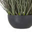 Andaiye 50cm Plant in Pot