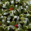 Artificial Frosted Effect Christmas Tree with Red Berries-702192244