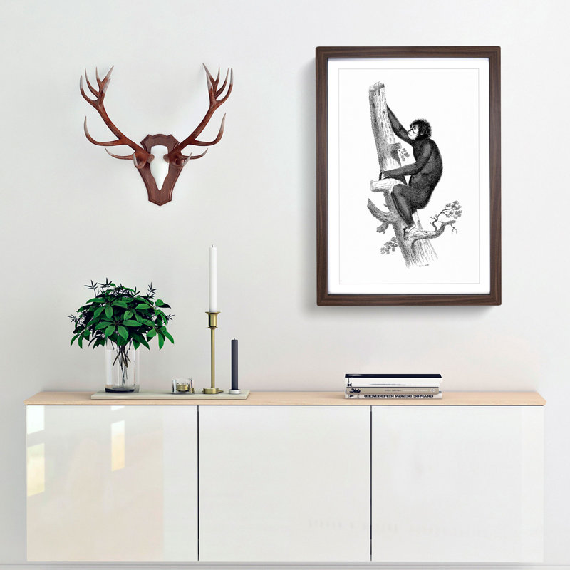 Orangutan in Black and White by George Shaw - Picture Frame Drawing Print, 36cm H x 27cm W x 2cm D, Walnut Framed