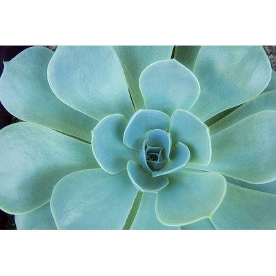 " Close-up Of A Hens-and-Chicks Succulent "