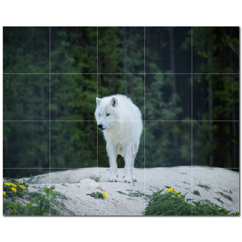 Photo de loup 4,25 x 4,25