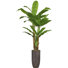 Panama Banana Tree in Resin Planter