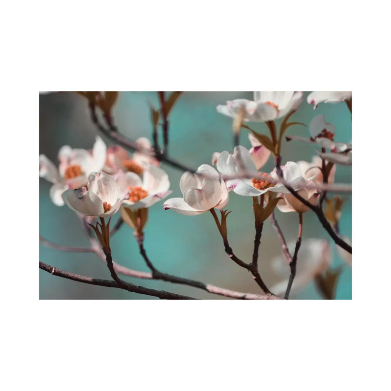 Dogwood Spring IV by Sharon Chandler - Wrapped Canvas Print, 20.32 cm H x 30.48 cm W
