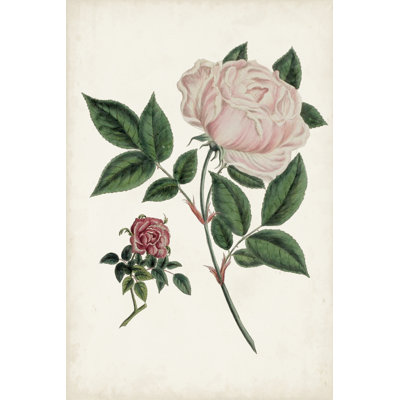 Coupures de roses rétro I