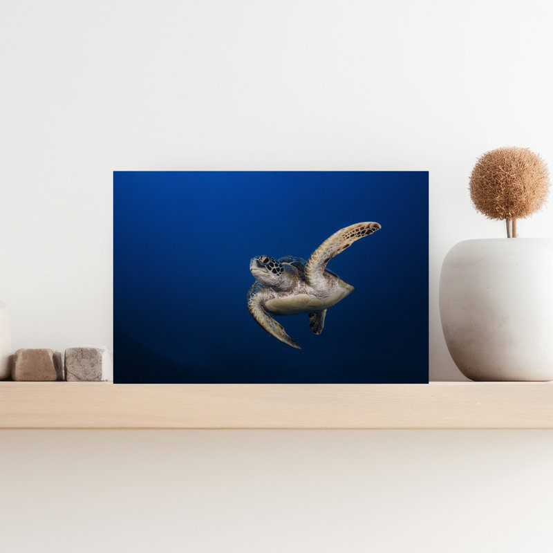 Gliding Sea Turtle Peaceful Serene Tranquil Turtle Nature Ocean Wall Art Print 1 Piece Wrapped Canvas Wall Art