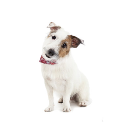 Vicktoria Jack Russel Terrier