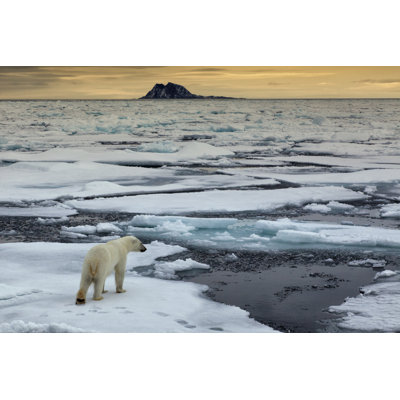 Thalarctos Maritimus Polar Bear by Pum_Eva - Wrapped Canvas Print