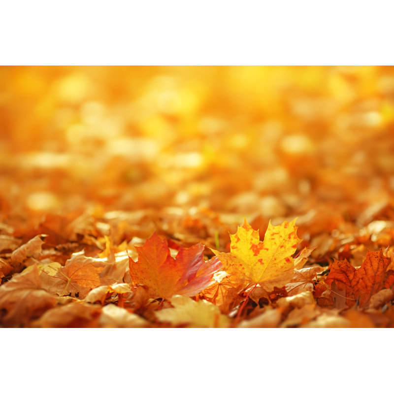 Falling Autumn Leaves by Bgfoto, 24" H x 36" W