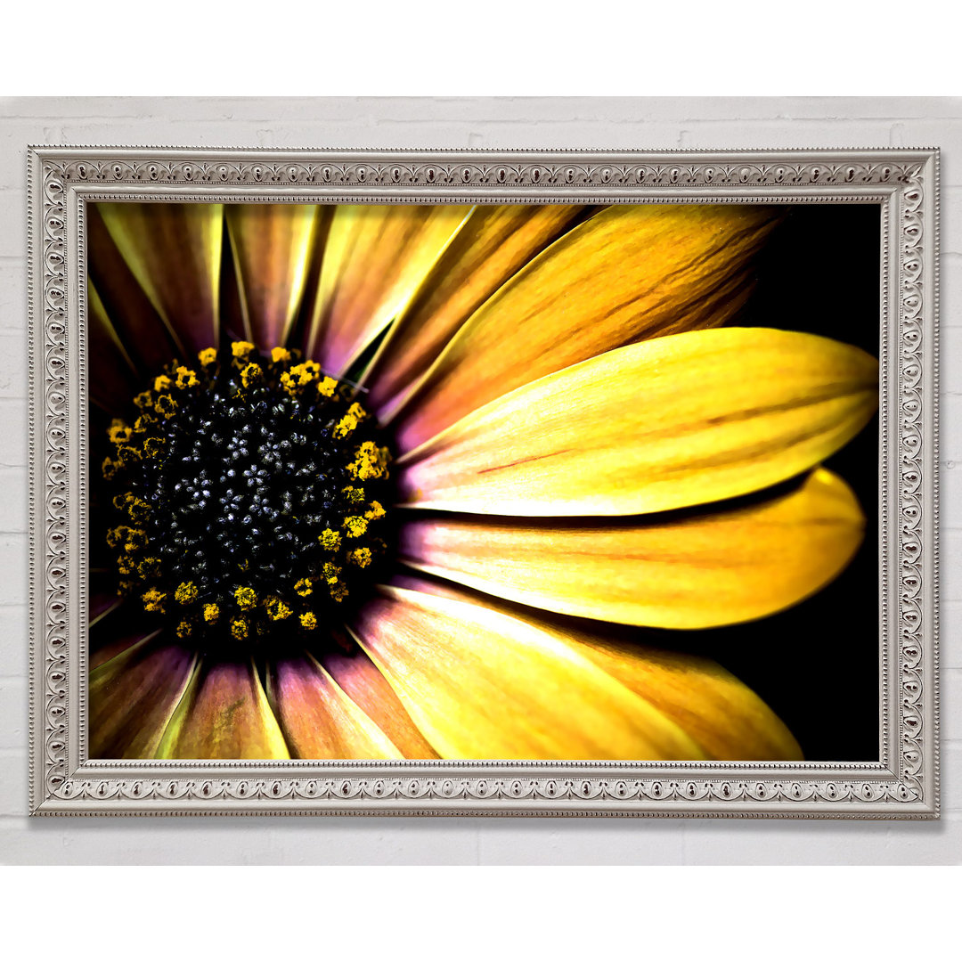 Golden White Daisy - Einzelner Bilderrahmen Kunstdrucke