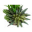 Ensemble de 2 plantes artificielles succulentes, cailloux, pot blanc, 7 po