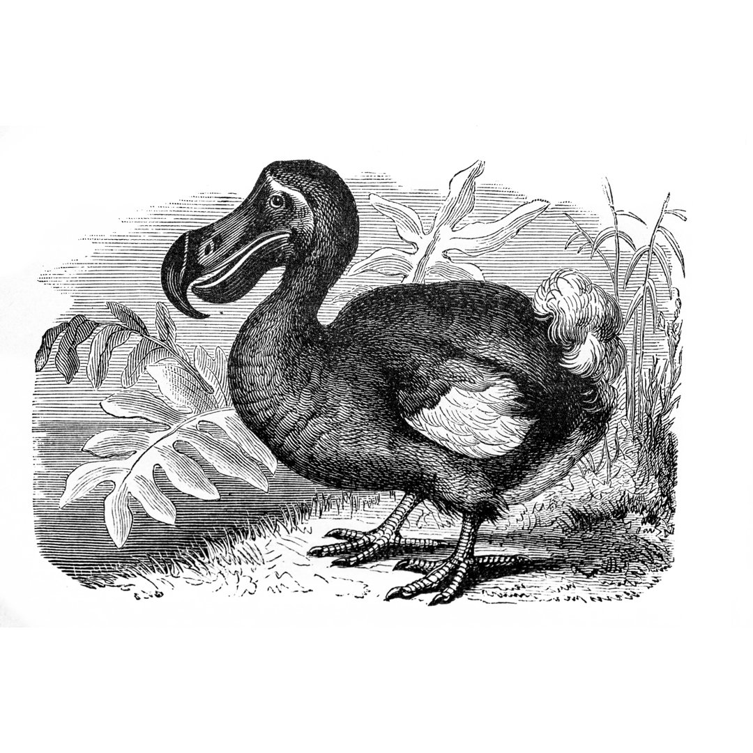 Ausgestorbener Dodo aus französischem Lehrbuch 1887 von Beeldbewerking - Druck auf Leinwand ohne Rahmen