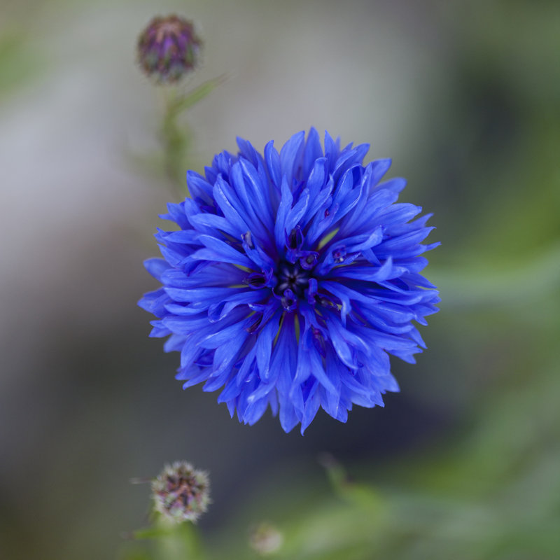 Blue Cornflower by Marie Stone - Wrapped Canvas Print, 30cm H x 30cm W